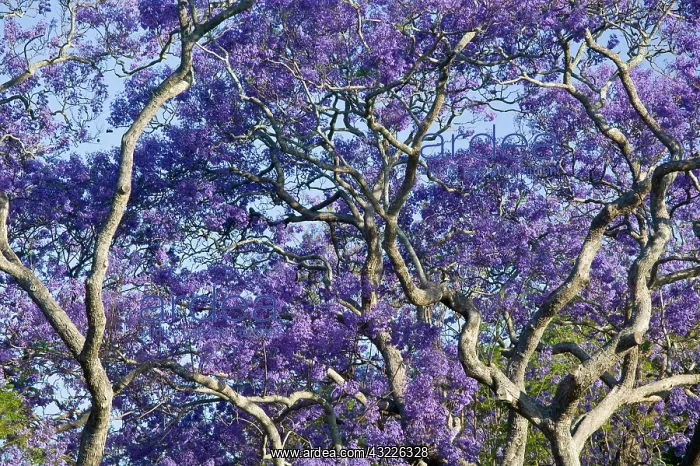 : Australia, State of Queensland, Brisbane : Australia, State of Queensland, Brisbane