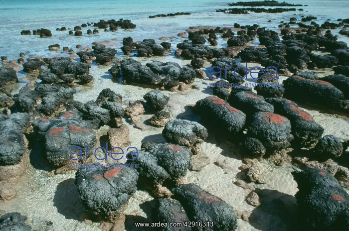 : Australia - Stromatolites, Hamelin pool, Western Australia : Australia - Stromatolites, Hamelin pool, Western Australia