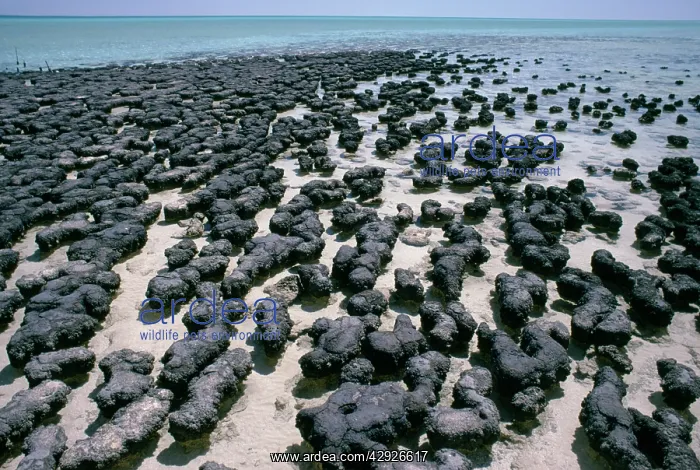 : Australia - Stromatolites, Hamelin pool, Shark bay : Australia - Stromatolites, Hamelin pool, Shark bay