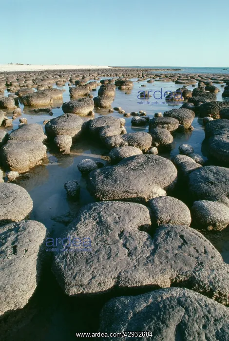 : Australia - Stromatolites, Shark Bay, Hamelin pool : Australia - Stromatolites, Shark Bay, Hamelin pool