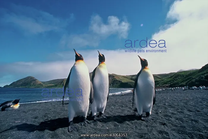 : Australia, subantarctic Macquarie Island : Australia, subantarctic Macquarie Island