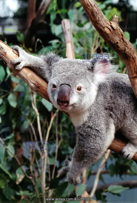 : Australia, Sydney, Featherdale Wildlife : Australia, Sydney, Featherdale Wildlife
