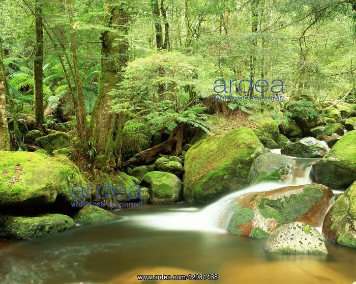 : Australia - Taggerty River, Keppel Falls scenic reserve : Australia - Taggerty River, Keppel Falls scenic reserve