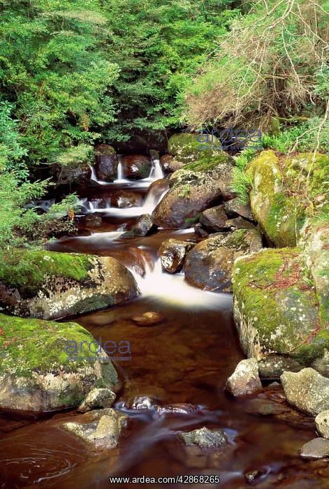 : Australia - Taggerty river, Keppel waterfall scenic reserve : Australia - Taggerty river, Keppel waterfall scenic reserve