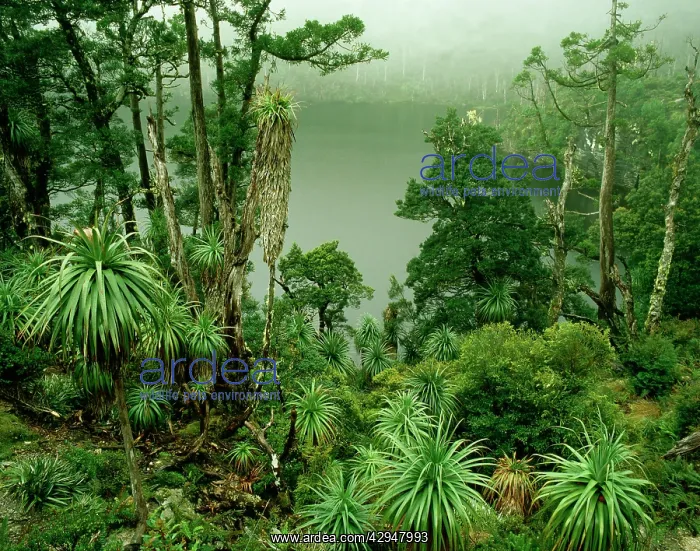 : AUSTRALIA, Tasmania : AUSTRALIA, Tasmania
