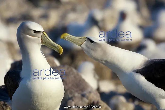 : Australia, Tasmania, Bass Strait. Courtship : Australia, Tasmania, Bass Strait. Courtship