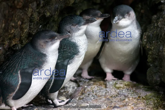 : Australia, Tasmania, Bass Strait. Little : Australia, Tasmania, Bass Strait. Little