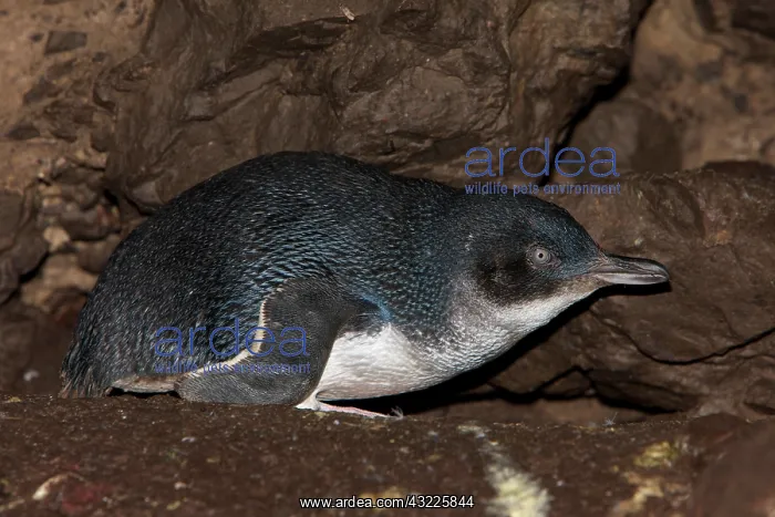 : Australia, Tasmania, Bass Strait. Little : Australia, Tasmania, Bass Strait. Little