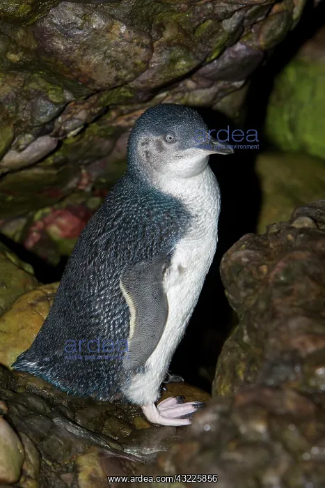 : Australia, Tasmania, Bass Strait. Little : Australia, Tasmania, Bass Strait. Little