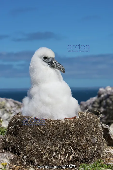 : Australia, Tasmania, Bass Strait. Shy albatross : Australia, Tasmania, Bass Strait. Shy albatross