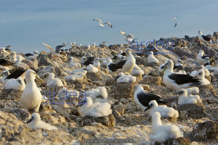 : Australia, Tasmania, Bass Strait. Shy Albatross : Australia, Tasmania, Bass Strait. Shy Albatross
