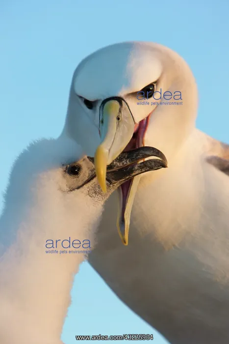 : Australia, Tasmania, Bass Strait. Shy Albatross : Australia, Tasmania, Bass Strait. Shy Albatross