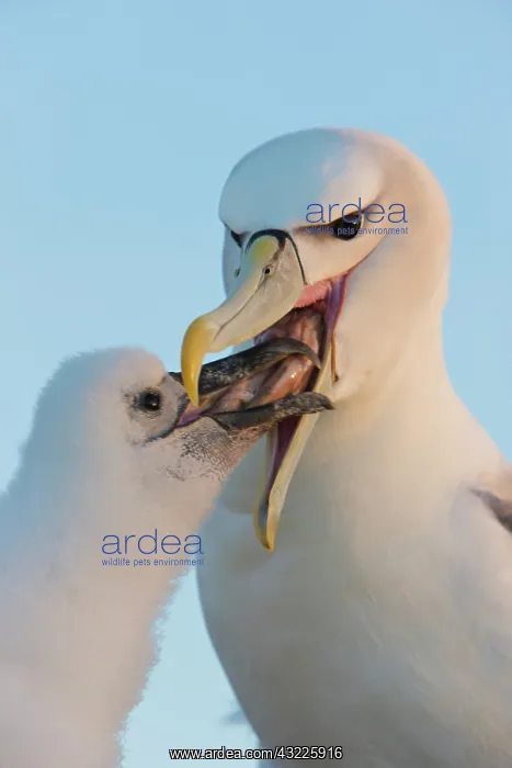 : Australia, Tasmania, Bass Strait. Shy Albatross : Australia, Tasmania, Bass Strait. Shy Albatross