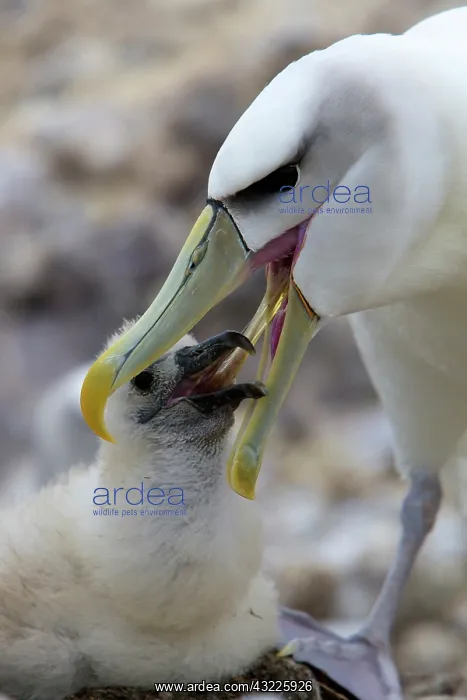 : Australia, Tasmania, Bass Strait. Shy Albatross : Australia, Tasmania, Bass Strait. Shy Albatross