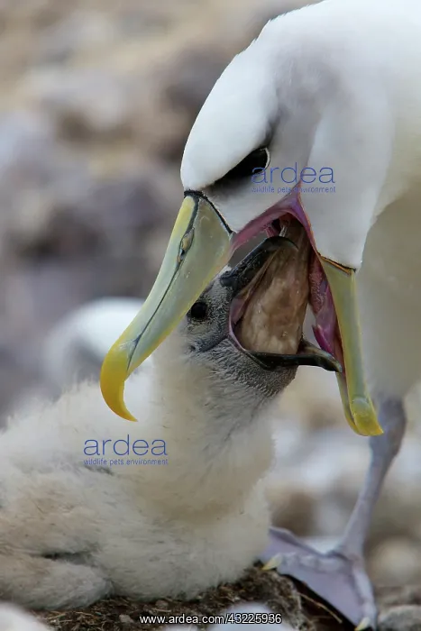: Australia, Tasmania, Bass Strait. Shy Albatross : Australia, Tasmania, Bass Strait. Shy Albatross
