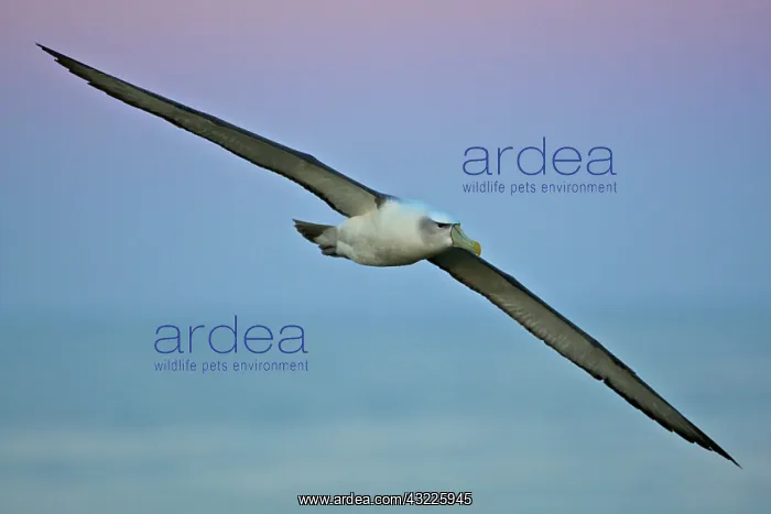 : Australia, Tasmania, Bass Strait. Shy Albatross : Australia, Tasmania, Bass Strait. Shy Albatross
