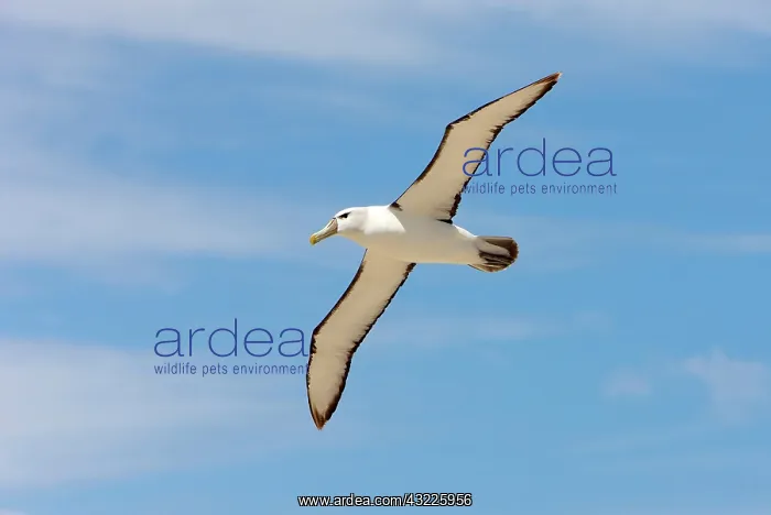 : Australia, Tasmania, Bass Strait. Shy Albatross : Australia, Tasmania, Bass Strait. Shy Albatross