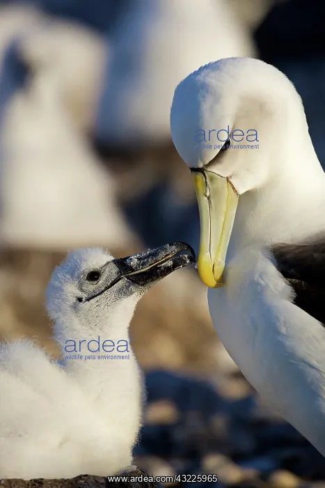  : Australia, Tasmania, Bass Strait. Shy Albatross