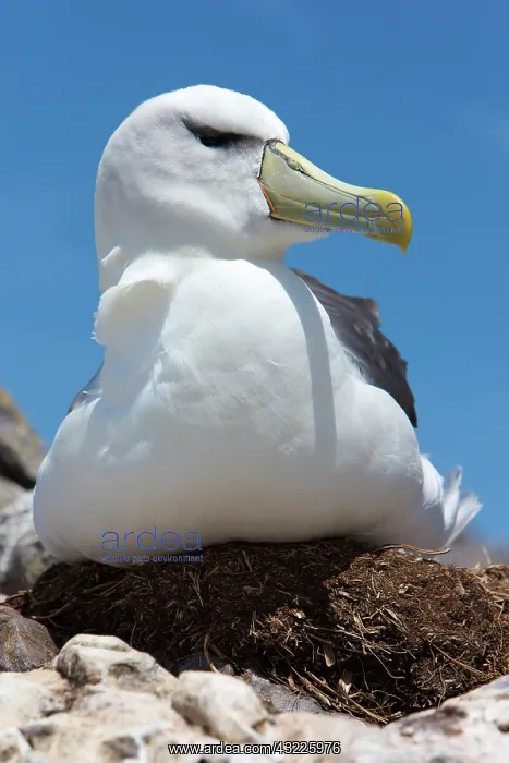 : Australia, Tasmania, Bass Strait. Shy albatross : Australia, Tasmania, Bass Strait. Shy albatross