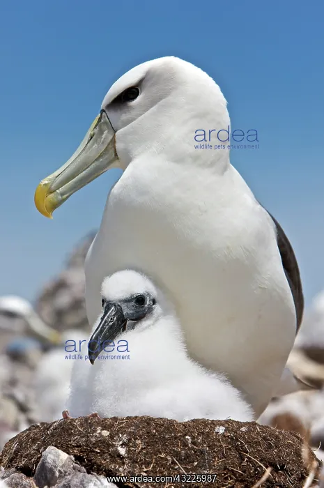 : Australia, Tasmania, Bass Strait. Shy albatross : Australia, Tasmania, Bass Strait. Shy albatross