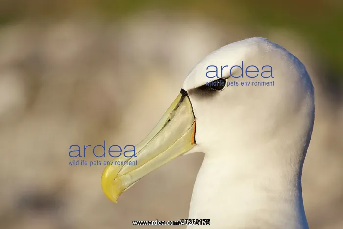 : Australia, Tasmania, Bass Strait. Shy Albatross : Australia, Tasmania, Bass Strait. Shy Albatross