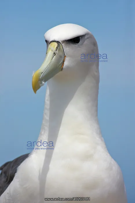 : Australia, Tasmania, Bass Strait. Shy Albatross : Australia, Tasmania, Bass Strait. Shy Albatross