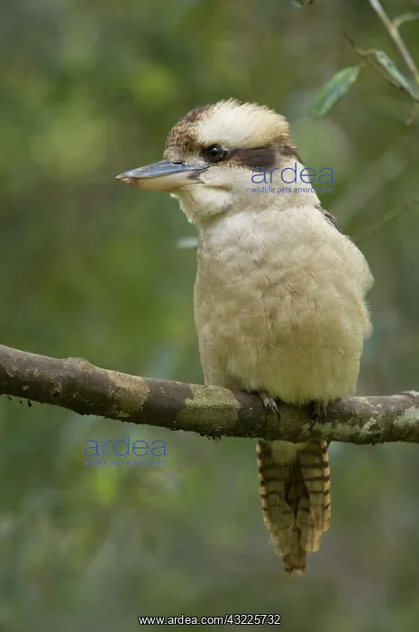 : Australia, Tasmania. Kookaburra : Australia, Tasmania. Kookaburra