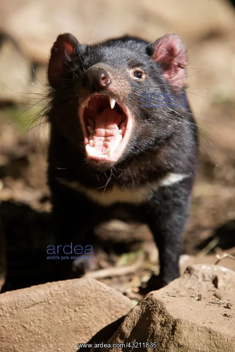: Australia, Tasmania. Tasmanian Devil at : Australia, Tasmania. Tasmanian Devil at