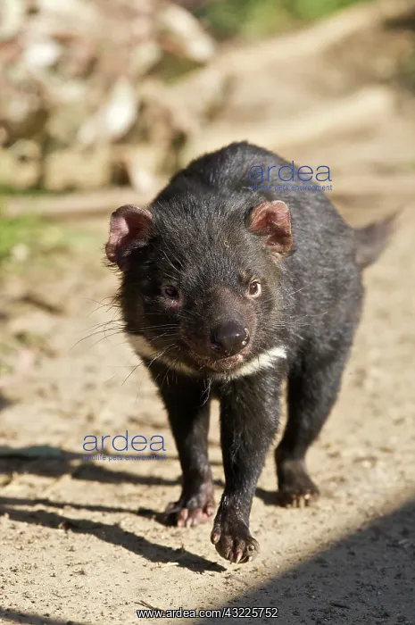  : Australia, Tasmania. Tasmanian Devil at