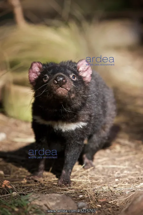 : Australia, Tasmania. Tasmanian Devil at : Australia, Tasmania. Tasmanian Devil at