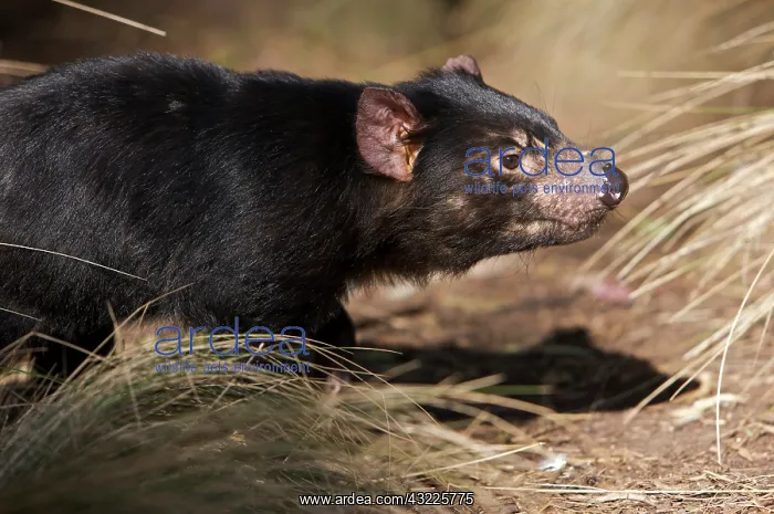 : Australia, Tasmania. Tasmanian Devil at : Australia, Tasmania. Tasmanian Devil at