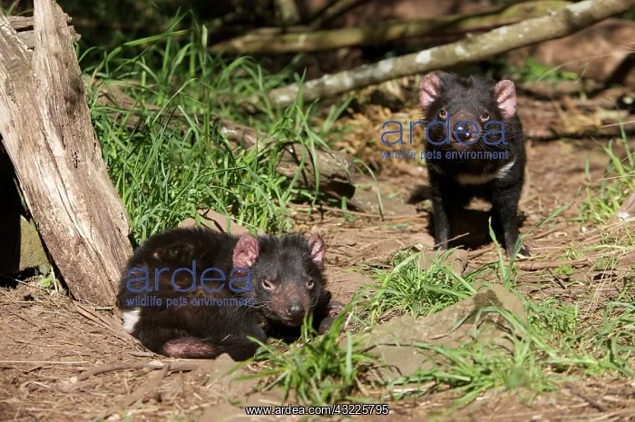 : Australia, Tasmania. Tasmanian Devil at : Australia, Tasmania. Tasmanian Devil at