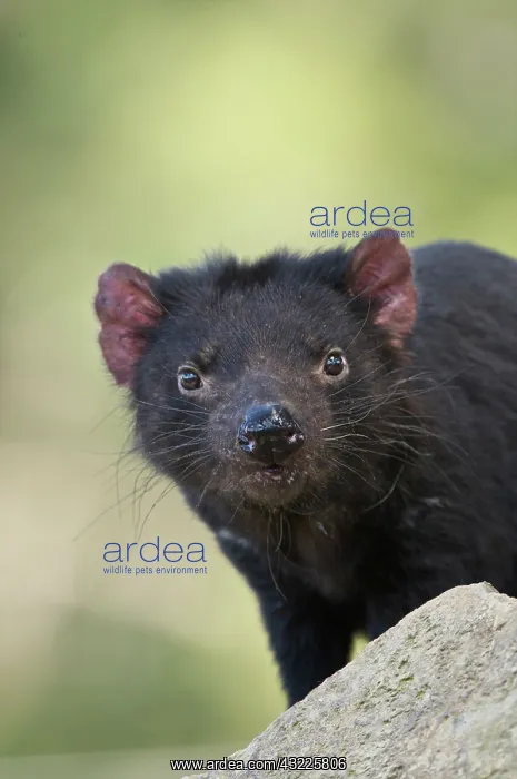 : Australia, Tasmania. Tasmanian Devil at : Australia, Tasmania. Tasmanian Devil at