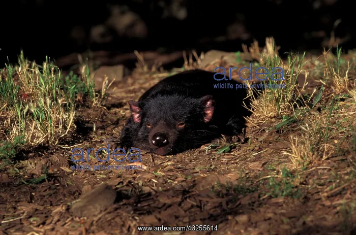 : Australia, Tasmania. Tasmanian Devil (Sarcophilus : Australia, Tasmania. Tasmanian Devil (Sarcophilus