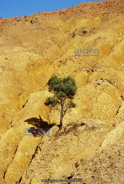 : Australia - tree growing out of rock. Vegetation : Australia - tree growing out of rock. Vegetation