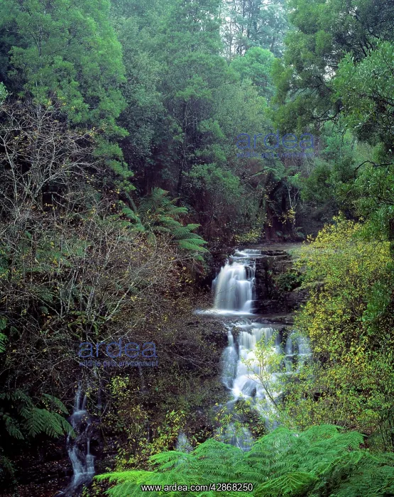 : Australia - Turton creek waterfall : Australia - Turton creek waterfall