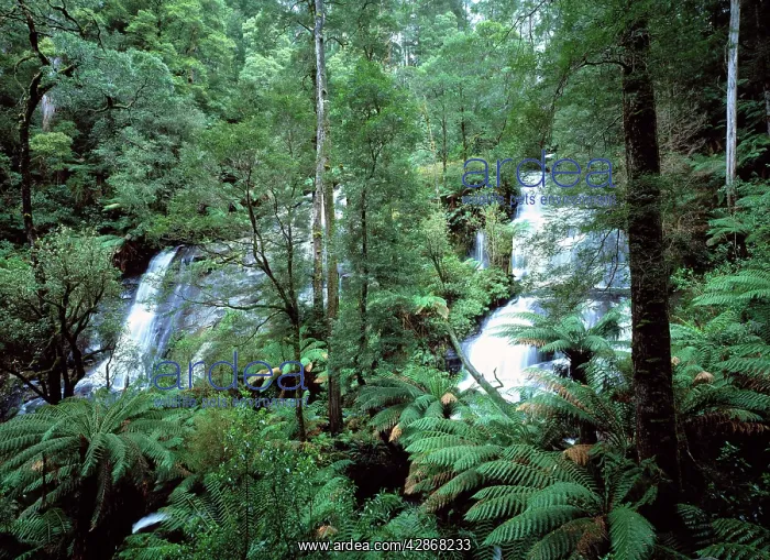 : Australia - Twins waterfalls in the Otway National : Australia - Twins waterfalls in the Otway National