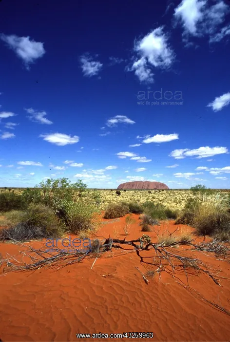 : AUSTRALIA - Uluru / Ayers Rock, Uluru National Park : AUSTRALIA - Uluru / Ayers Rock, Uluru National Park