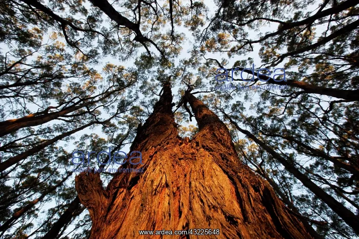 : Australia, Victoria, Great Otway National : Australia, Victoria, Great Otway National
