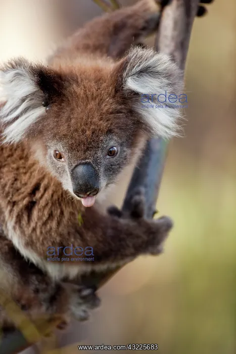  : Australia, Victoria, Great Otway National