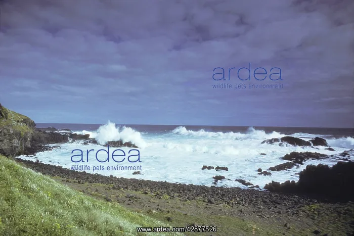 : AUSTRALIA, Victoria, Phillip Island - Rugged coastline : AUSTRALIA, Victoria, Phillip Island - Rugged coastline