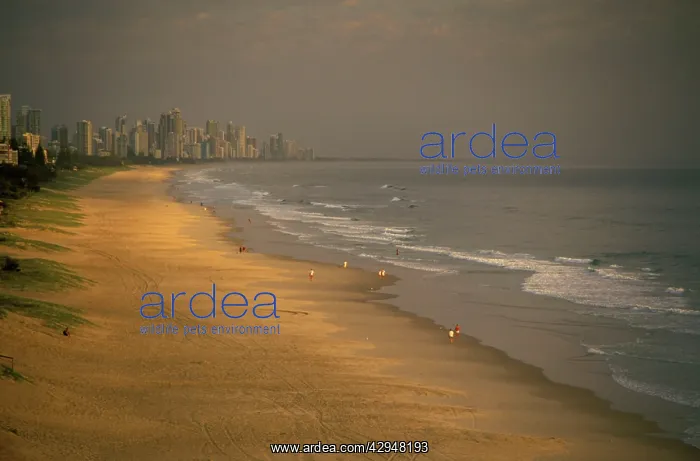 : Australia - Walkers on Mermaid Beach at dawn with : Australia - Walkers on Mermaid Beach at dawn with