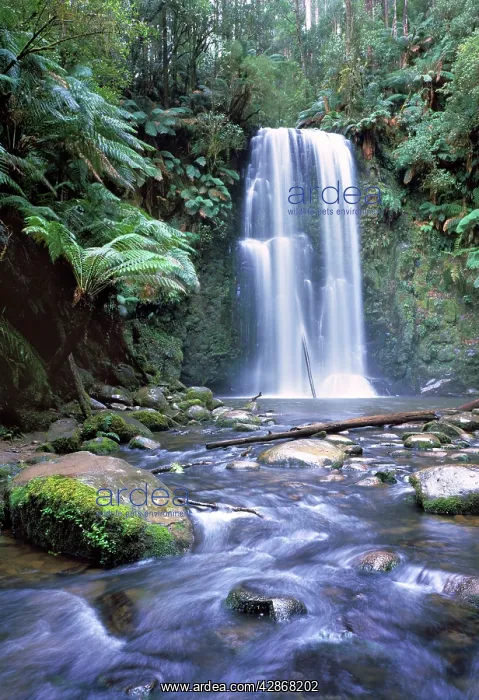: Australia - Waterfall in the Otway National Park : Australia - Waterfall in the Otway National Park