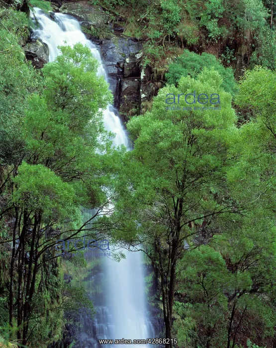 : Australia - Waterfall in the Otway National Park : Australia - Waterfall in the Otway National Park