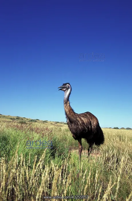 : Australia, Western Australia. Emu (Dromaius : Australia, Western Australia. Emu (Dromaius