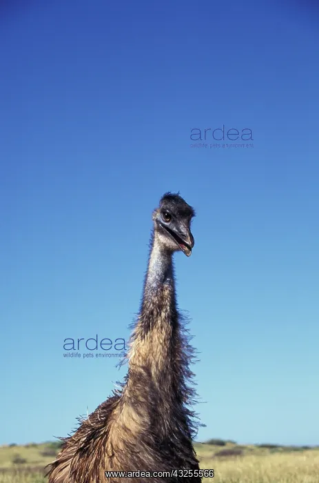: Australia, Western Australia. Emu (Dromaius : Australia, Western Australia. Emu (Dromaius