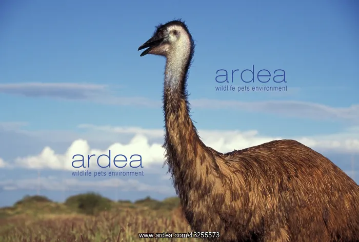 : Australia, Western Australia. Emu (Dromaius : Australia, Western Australia. Emu (Dromaius