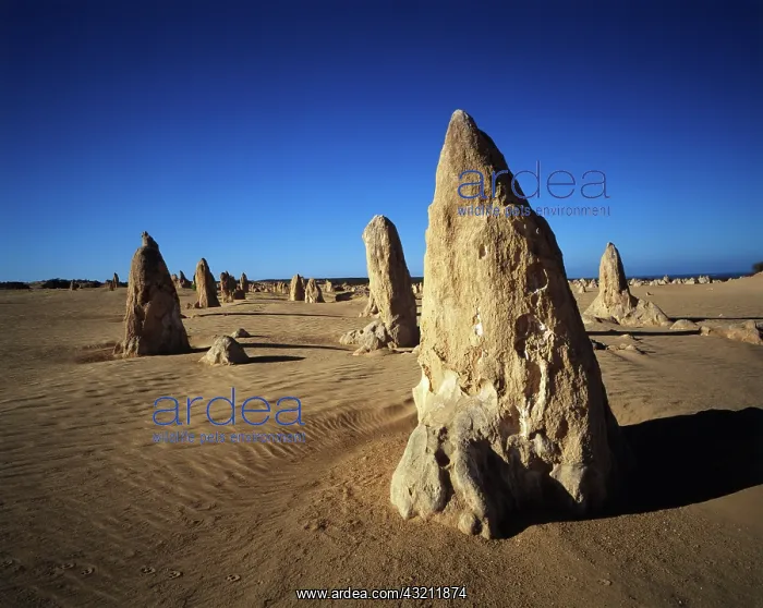 : Australia, Western Australia, Nambung National : Australia, Western Australia, Nambung National
