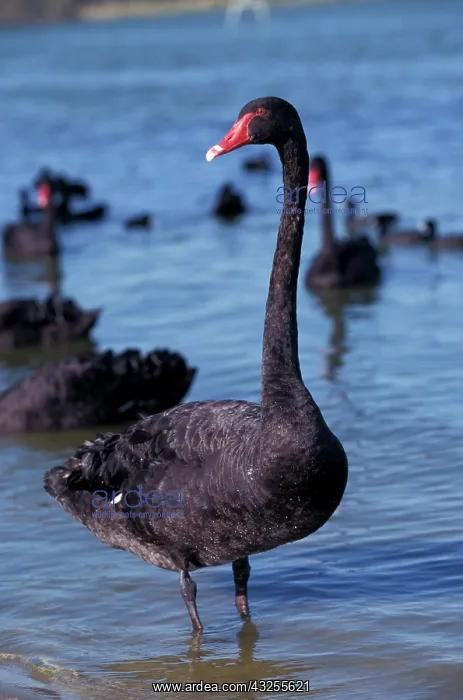 : Australia, Western Australia, Perth, Bibra : Australia, Western Australia, Perth, Bibra