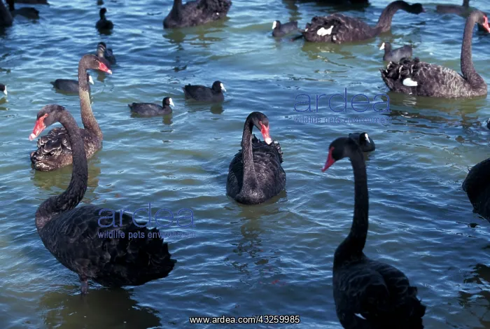 : Australia, Western Australia, Perth, Bibra : Australia, Western Australia, Perth, Bibra